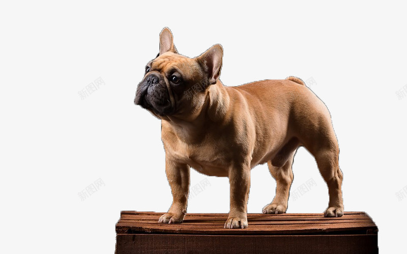 法国斗牛犬png免抠素材_新图网 https://ixintu.com 宠物 法国斗牛犬 狗