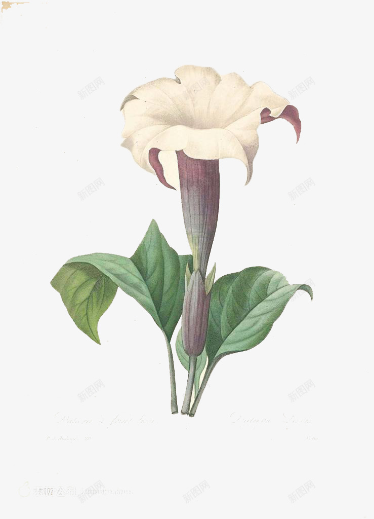 绽放的花朵png免抠素材_新图网 https://ixintu.com 叶子 喇叭花 清香 百花绽放 绿色 美丽 艳丽 芳香 鲜艳