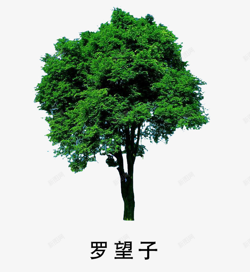 罗望子png免抠素材_新图网 https://ixintu.com 叶子 大树 盆景 绿色 罗望子