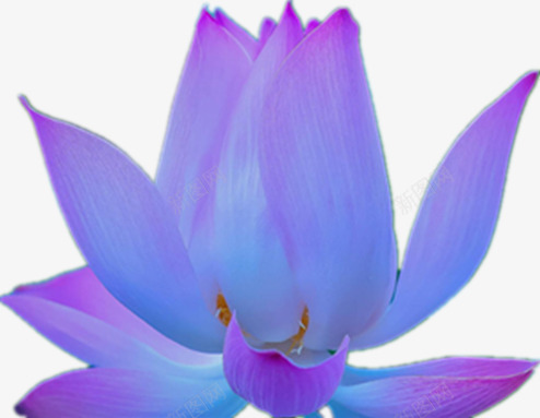 美丽的莲花png免抠素材_新图网 https://ixintu.com 盛开的花 睡莲 花朵 荷花