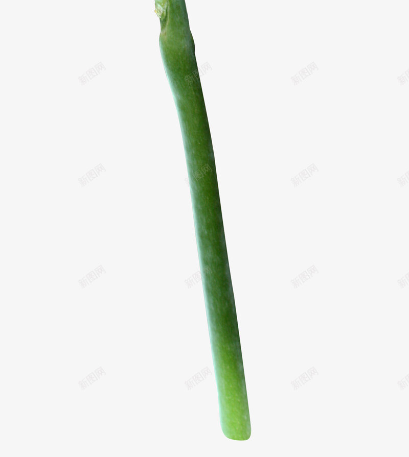 美丽绽放的黄色花朵png免抠素材_新图网 https://ixintu.com 植物 花卉 装饰 黄色