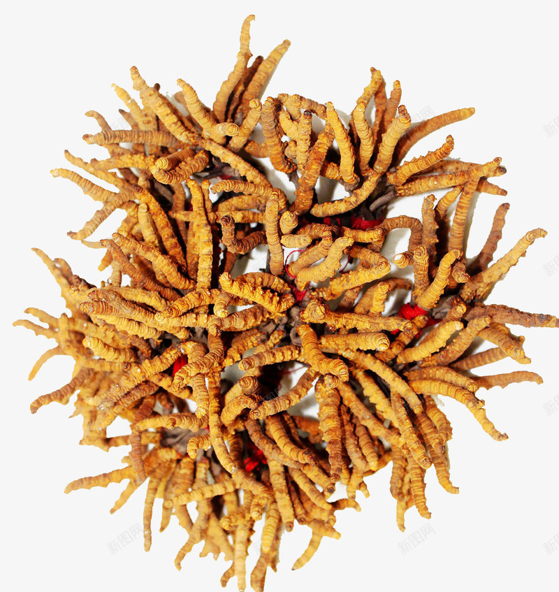 一堆冬虫夏草png免抠素材_新图网 https://ixintu.com 冬虫夏草 医药 名贵中药 实物 重要