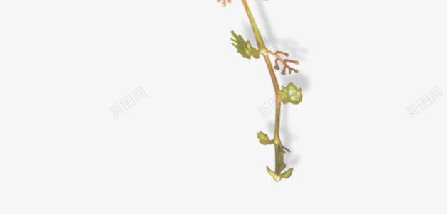漂浮花瓣气泡简洁大方树叶树丛png免抠素材_新图网 https://ixintu.com 可爱 树丛 树叶 气泡 漂浮 简洁 花瓣 边框