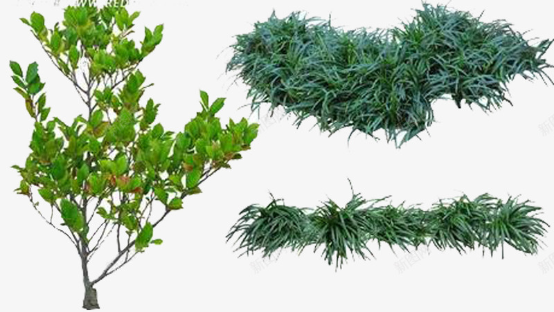 草本植物png免抠素材_新图网 https://ixintu.com 多年生 常绿 草本 麦冬