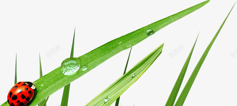 小草露水瓢虫png免抠素材_新图网 https://ixintu.com 小草 瓢虫 露水
