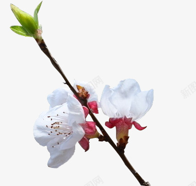 杏花花苞的中国风漂浮古风素png免抠素材_新图网 https://ixintu.com 中国风 古风 杏花 海报 漂浮 花枝 花苞 首页