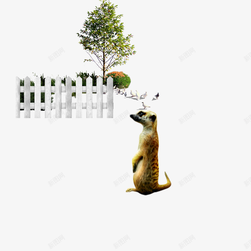南非猫鼬psd免抠素材_新图网 https://ixintu.com 小动物 栅栏 猫鼬 自然界