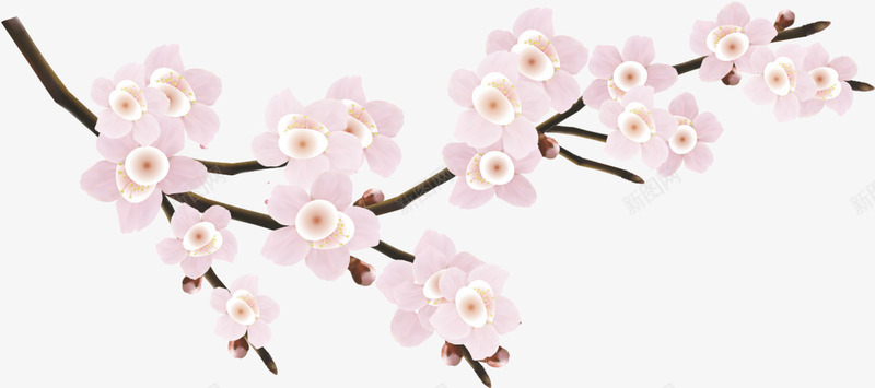 美丽的樱桃png免抠素材_新图网 https://ixintu.com 树枝 樱桃树 浪漫 粉色 花朵 花瓣