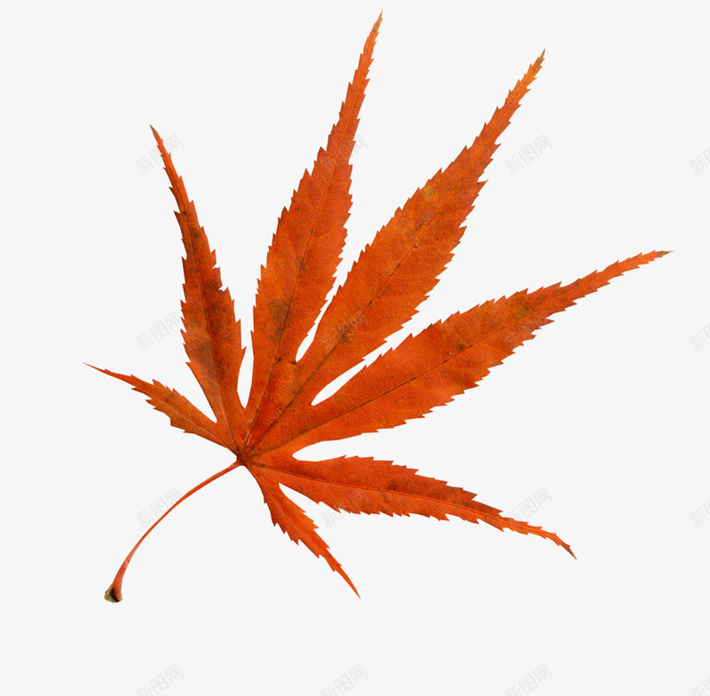 枫叶png免抠素材_新图网 https://ixintu.com 叶片 枫叶 树叶 漂浮物 秋季