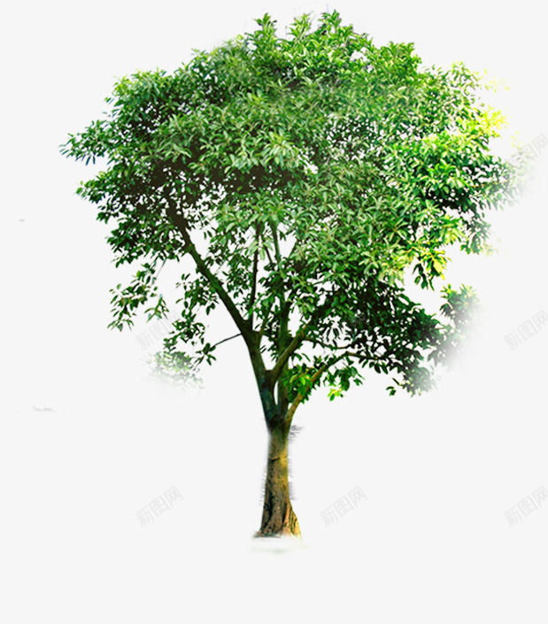 绿色大树小区景观png免抠素材_新图网 https://ixintu.com 大树 小区 景观 绿色
