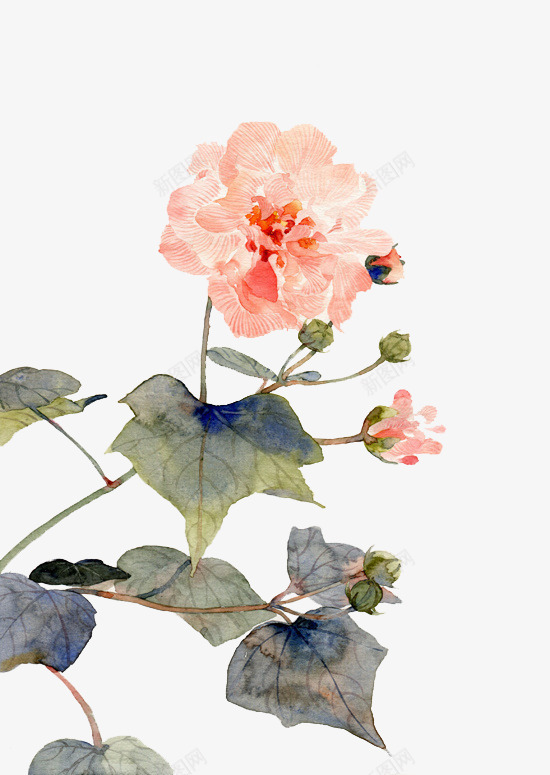 一支手绘花png免抠素材_新图网 https://ixintu.com 手绘 淡雅 绽放 美丽 花儿 花朵