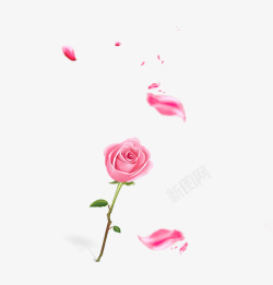 粉色手绘玫瑰花花瓣漂浮装饰图案素材