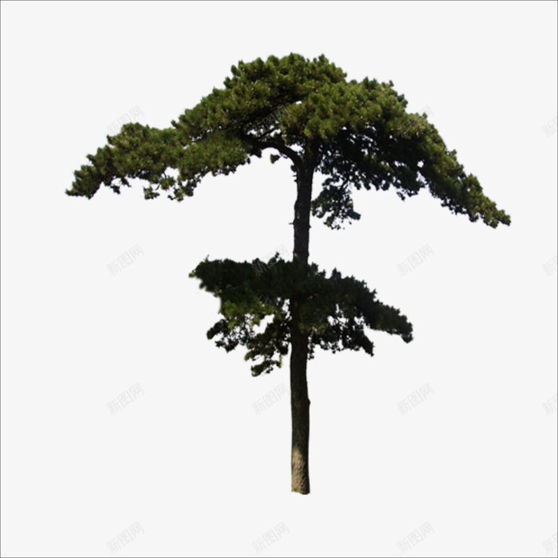 迎客松png免抠素材_新图网 https://ixintu.com 大树 松树 迎客