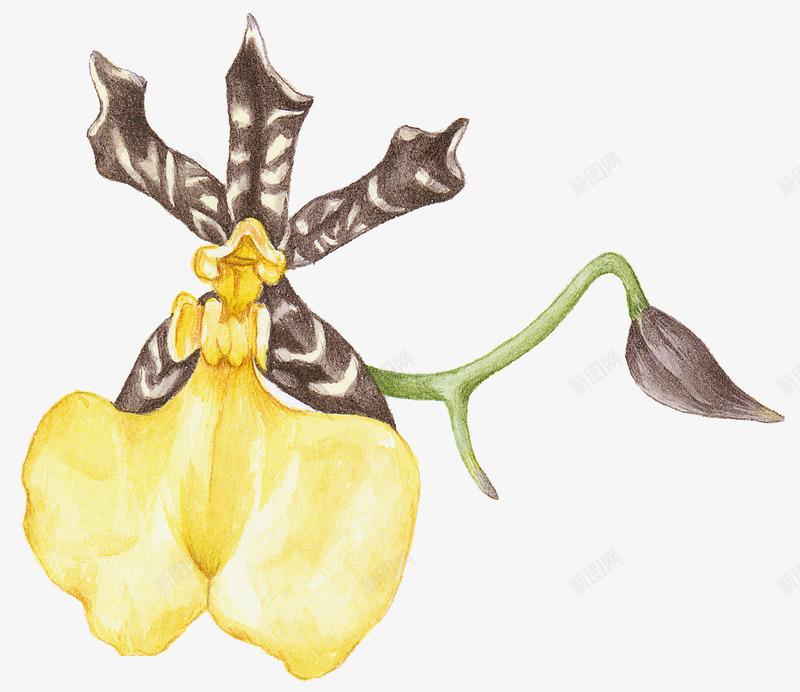 胡姬手绘png免抠素材_新图网 https://ixintu.com 根茎 绘画 美丽的鲜花 胡姬花 胡姬花矢量 花瓣 花骨朵 黄色的花朵