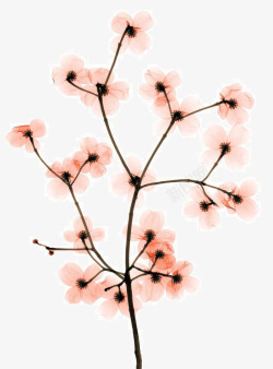 山茱萸树x射线素材