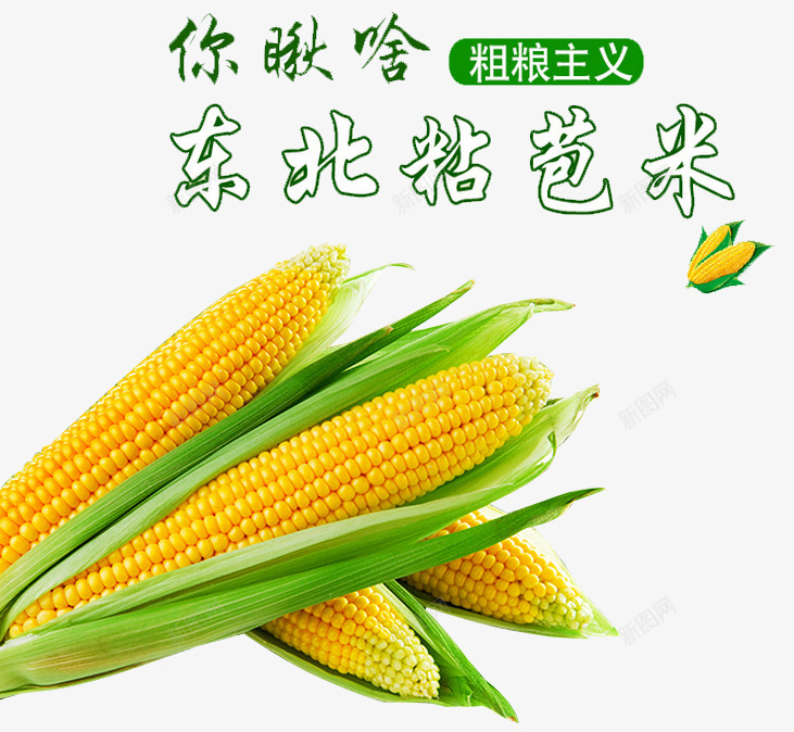 东北粘苞米png免抠素材_新图网 https://ixintu.com 东北粘苞米 尝尝自然的味道 新品上市 新鲜上市 有机 玉米 环保 粗粮 绿色