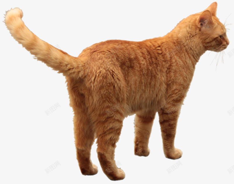 卡通可爱的小黄猫png免抠素材_新图网 https://ixintu.com 免抠图 动物 小黄猫 抠图 插画 猫咪 猫尾 装饰画