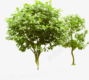 绿色清新大树美景景观png免抠素材_新图网 https://ixintu.com 大树 景观 清新 绿色 美景