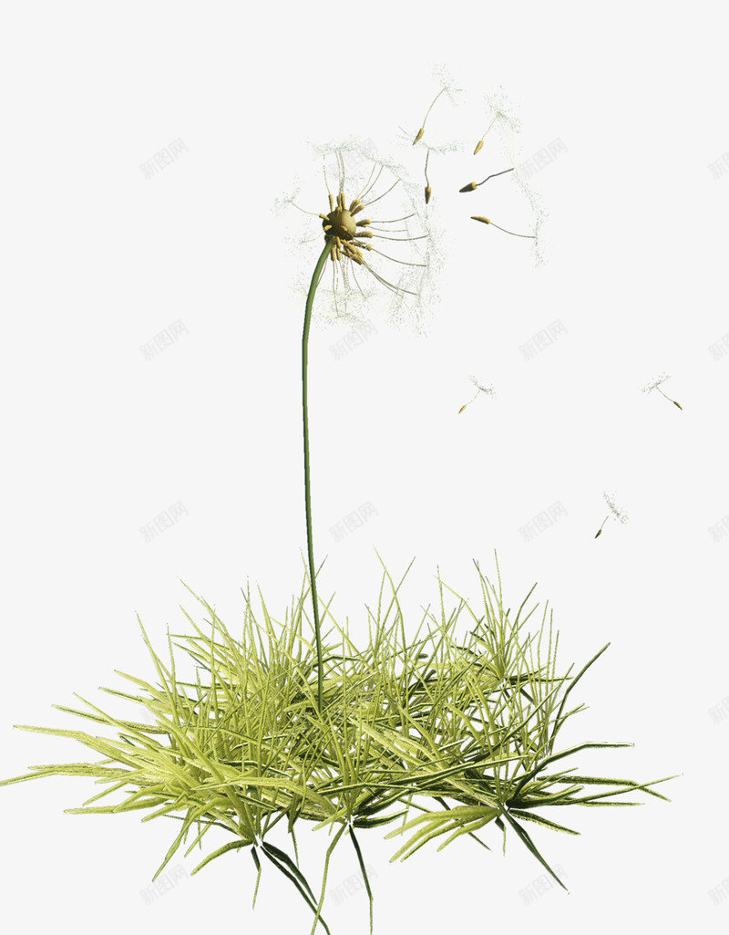 小草蒲公英png免抠素材_新图网 https://ixintu.com 小草 绿草 蒲公英