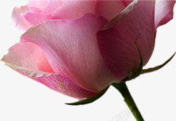 一朵粉色玫瑰素材
