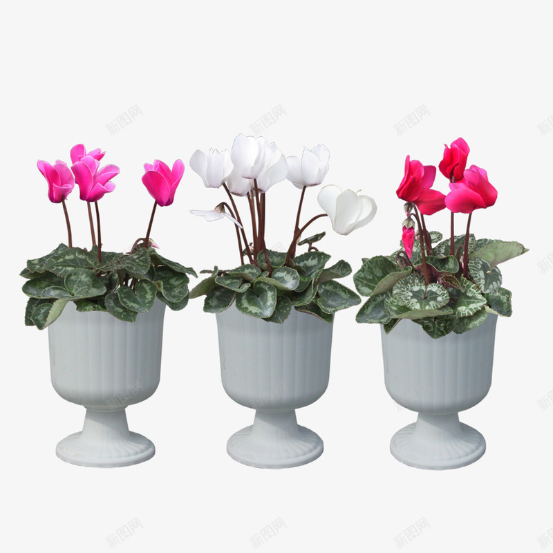 装饰玉兰花合集png免抠素材_新图网 https://ixintu.com 室内装饰 植物 玉兰 绿植 花卉