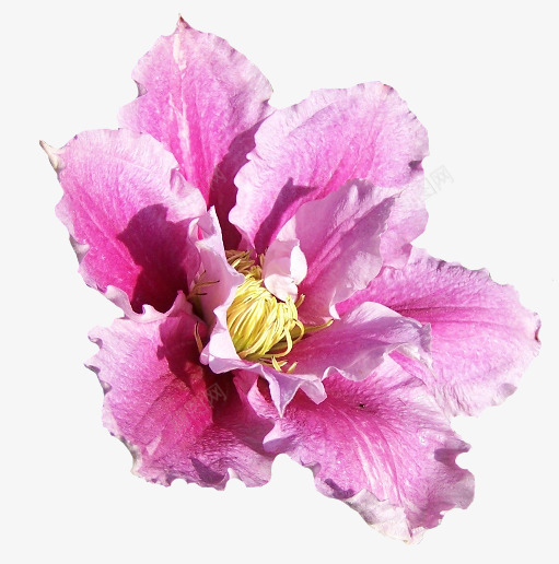 庆典花草创意花草png免抠素材_新图网 https://ixintu.com 水彩花草 花卉标签 花草图案 花草插画
