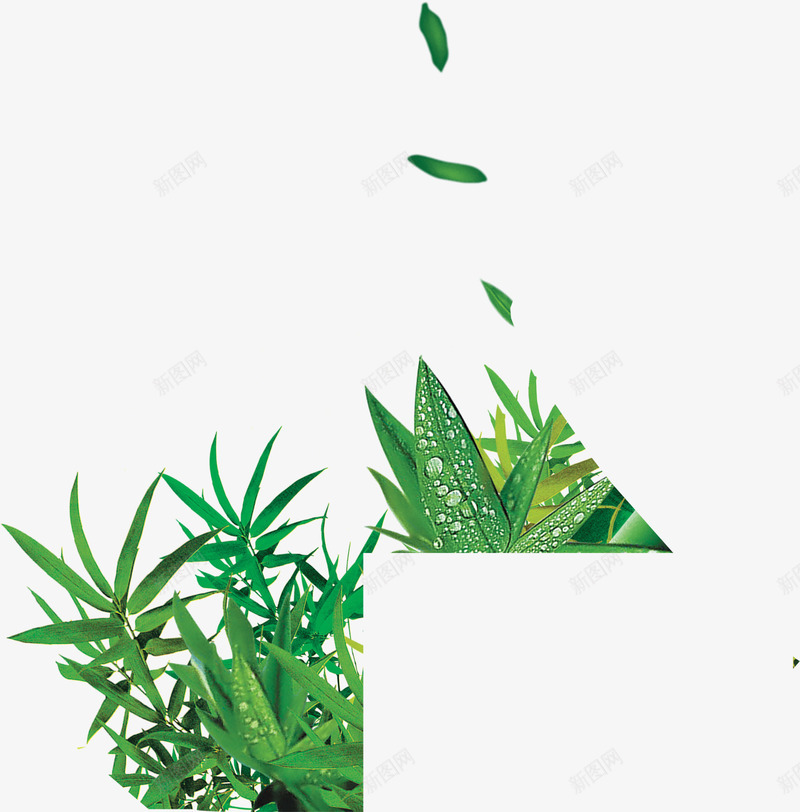 竹子竹叶png免抠素材_新图网 https://ixintu.com 竹叶 竹子 素材