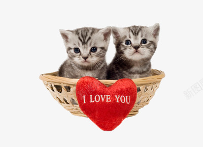 一对可爱的小猫咪png免抠素材_新图网 https://ixintu.com 动物 可爱 宠物 猫咪