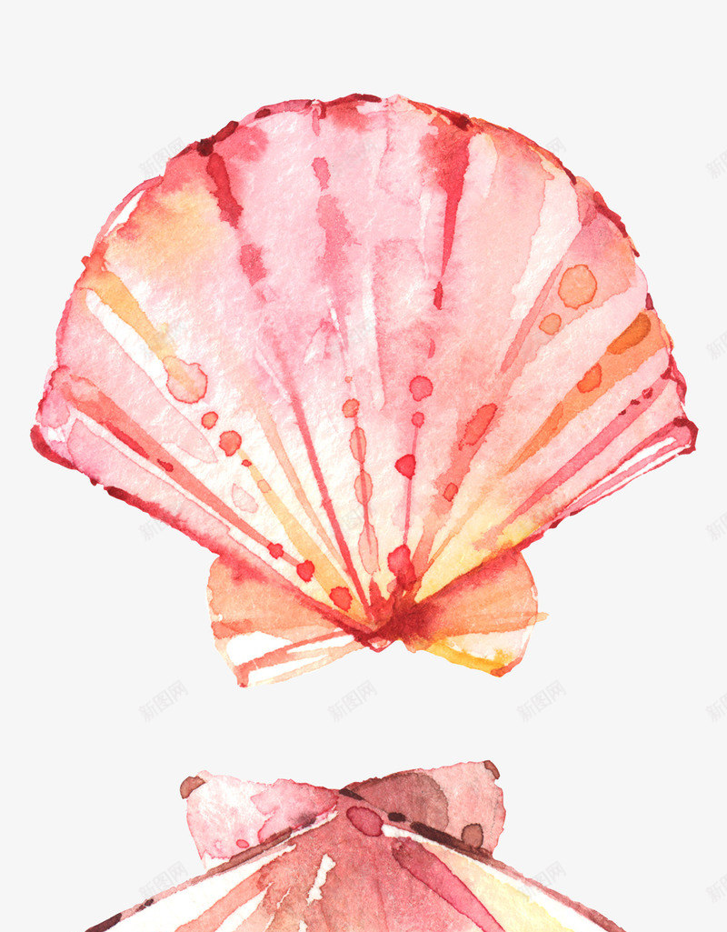 夏日主题元素水彩贝壳扇贝png免抠素材_新图网 https://ixintu.com 扇贝 手绘贝壳 插画 沙滩 海洋生物 海螺 贝壳 贝壳素描 贝类 软体动物