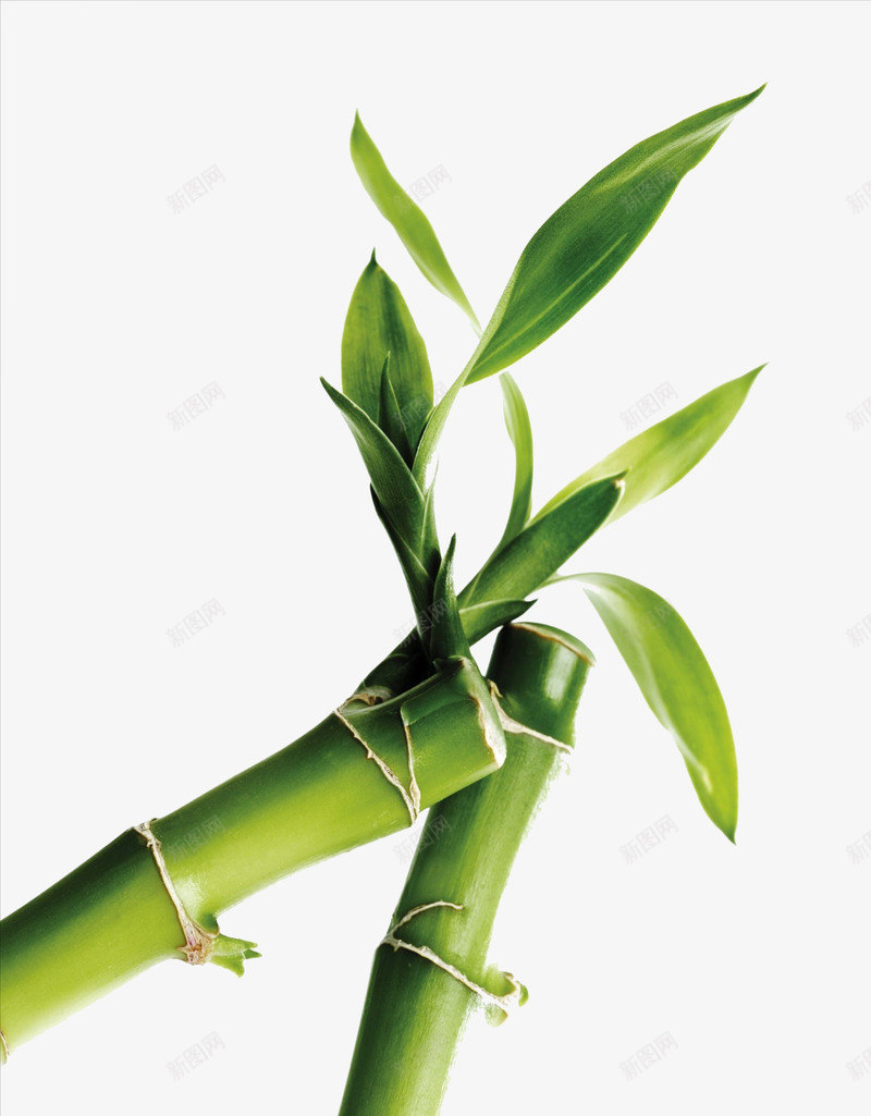 竹子png免抠素材_新图网 https://ixintu.com 发芽 嫩绿 植物 竹叶 竹子 绿色 翠绿