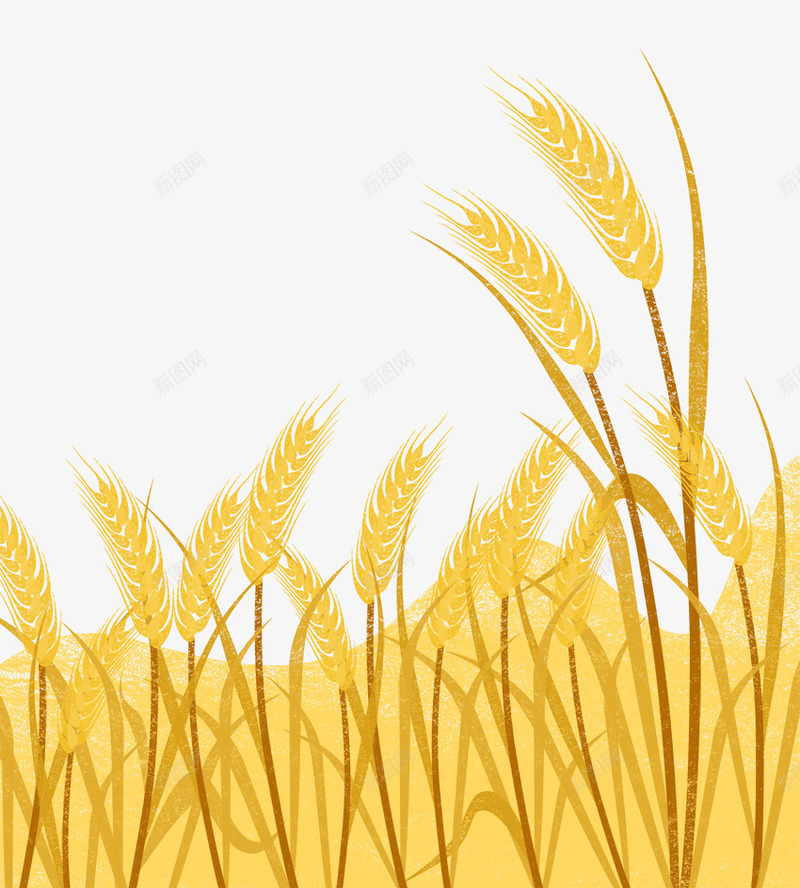 手绘金黄麦穗芒种节气插图png免抠素材_新图网 https://ixintu.com 二十四节气 手绘 插画 芒种 装饰插图 金黄 麦穗