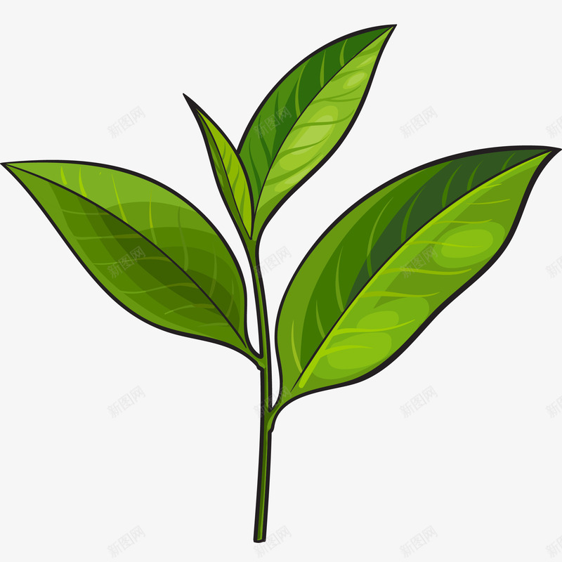 现摘茶叶插画矢量图ai免抠素材_新图网 https://ixintu.com 免抠PNG 植物 现摘茶叶矢量插画 碧螺春 秋季养生 绿茶 茶叶 矢量图