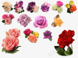 花朵情人节玫瑰花大集合素材