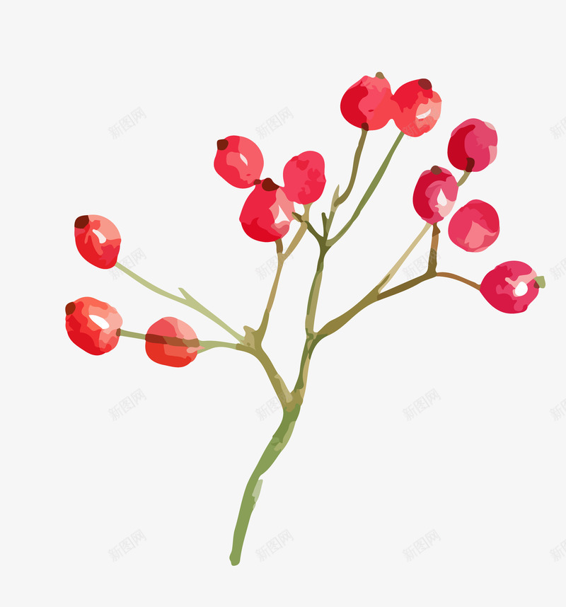 手绘水彩植物花卉小红果png免抠素材_新图网 https://ixintu.com 小清新花草装饰 小红果 布料印花 文艺花草PPT制作 植物插画 植物花卉 水彩 海报设计 花草包装礼盒 花草插画 花草装饰