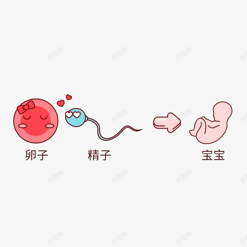 卡通精子和卵子插画png免抠素材_新图网 https://ixintu.com 卡通 卵子 受精 受精卵 宝宝 性主题 性教育 插画 教育 精子