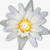 白莲花png免抠素材_新图网 https://ixintu.com 植物 白莲花 花 花卉 莲花