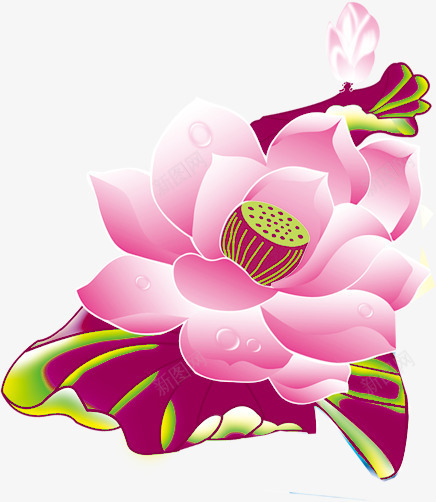 花卉花朵莲花png免抠素材_新图网 https://ixintu.com 花卉 花朵 莲花