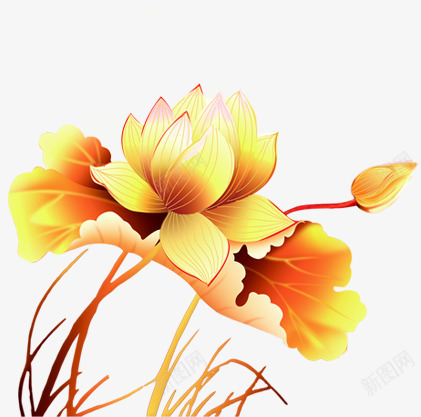 金色手绘荷花七夕情人节png免抠素材_新图网 https://ixintu.com 情人 荷花 金色
