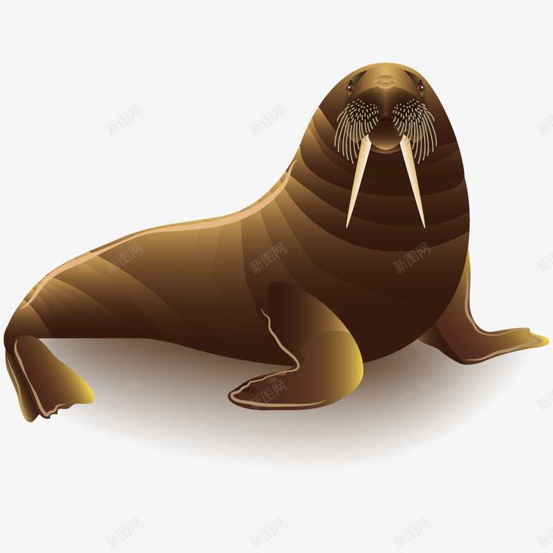 动物海狮png免抠素材_新图网 https://ixintu.com 娱乐 手绘 水生物 海洋生物 观赏 食肉动物