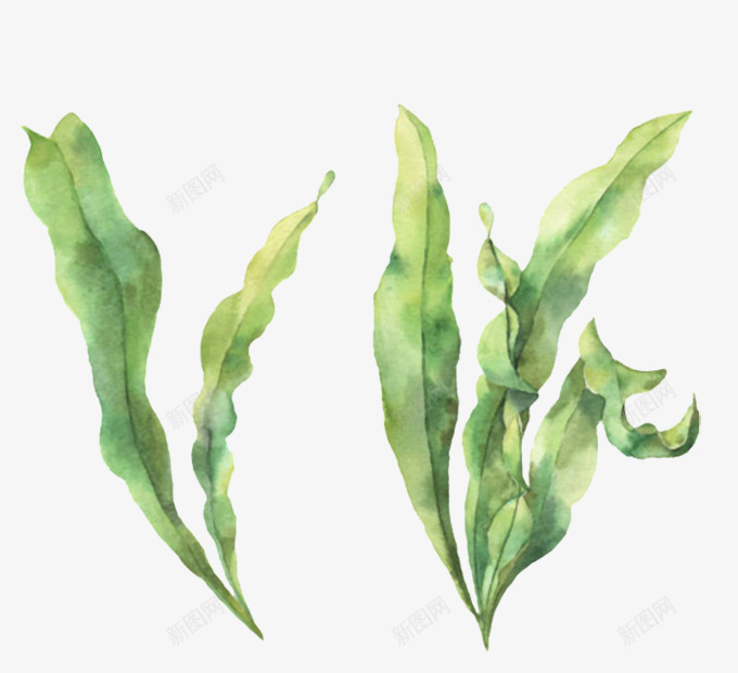水彩手绘海草水草png免抠素材_新图网 https://ixintu.com 免扣png 卡通 手绘 插画 水彩 水草 海草 海葵图片