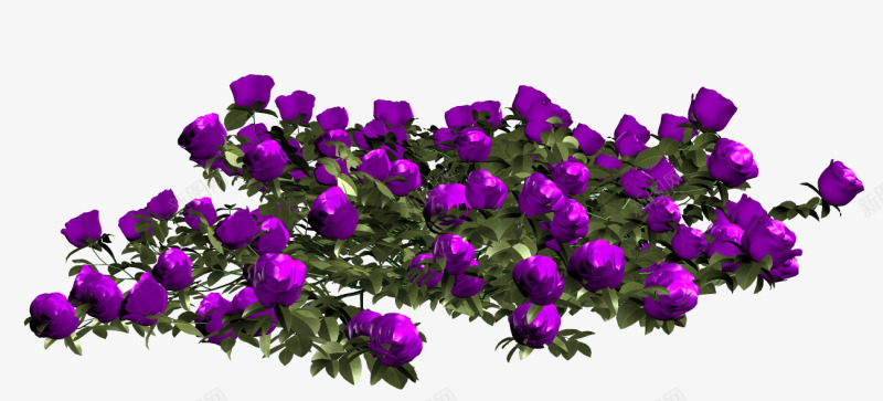 创意花卉花草png免抠素材_新图网 https://ixintu.com 唯美花卉图片 庆典花卉 水彩花卉素材 矢量花卉 矢量花卉素材 花卉图案 花草设计素材