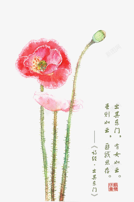 诗经花朵插画配图png免抠素材_新图网 https://ixintu.com 卡通 卡通插画 古风 唯美 手绘 花卉 诗歌 诗经 诗词