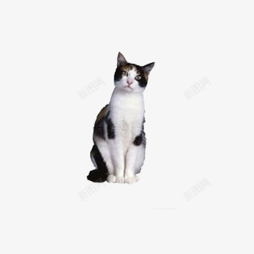 卖萌的小猫png免抠素材_新图网 https://ixintu.com 动物 家养宠物 猫咪 萌宠