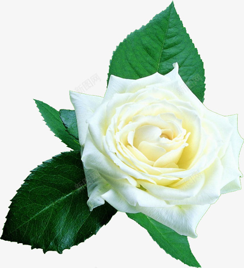 情人节用白玫瑰片png免抠素材_新图网 https://ixintu.com 情人节 白玫瑰 鲜花