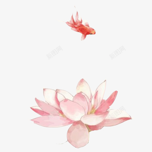 金鱼莲花png免抠素材_新图网 https://ixintu.com 二次元 水彩 粉色 荷花 金鱼