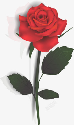 love红色情人节玫瑰花朵高清图片