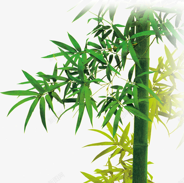 翠绿的竹叶png免抠素材_新图网 https://ixintu.com 竹叶 竹子 翠绿