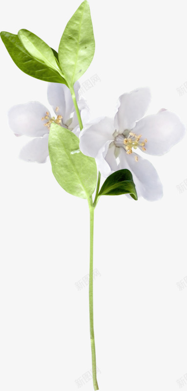 花草画国画花卉png免抠素材_新图网 https://ixintu.com 卡通 庆典花卉 水彩花草素材 花卉图案 花草图案 花草线描