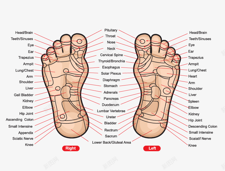 人体脚底穴位图矢量图ai免抠素材_新图网 https://ixintu.com 人体穴位 人体脚底 养生 按摩 矢量图 穴位图 粉嫩足底 脚 脚底穴位 脚穴位图 足底穴位 足疗按摩 足部