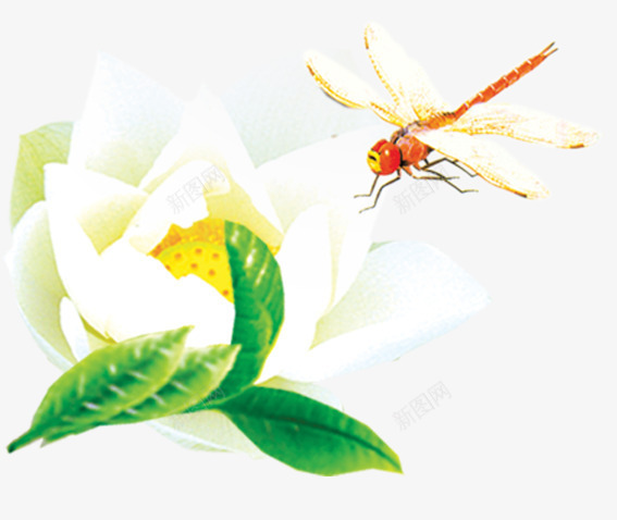 蜻蜓荷花png免抠素材_新图网 https://ixintu.com 荷花 莲花 蜻蜓